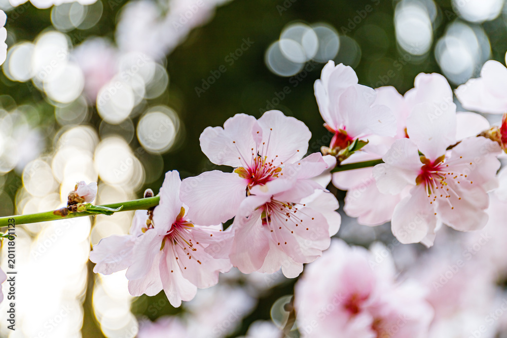 Fototapeta premium Cherry blossoms bloom in spring at a garden, attracting visitors and showcasing nature's beauty during daylight hours