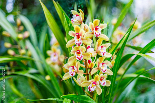 Photography Cymbidium orchids bloom in a garden during spring season showcasing their vibran