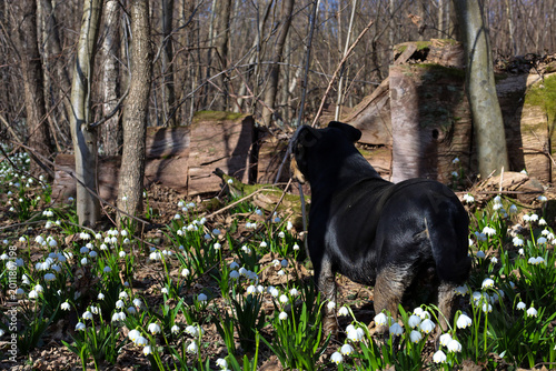 Obraz na plátně ​A black dog stands in a lush field of spring snowflakes during a sunny day in the woods