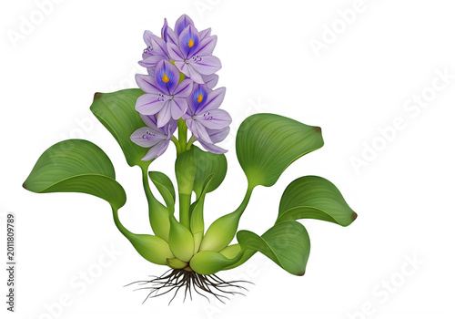 Beautiful purple water hyacinth flower with green leaves and roots