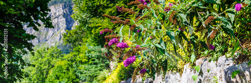 Foto Flowers grow along a green hillside under a bright blue sky on a sunny day in a