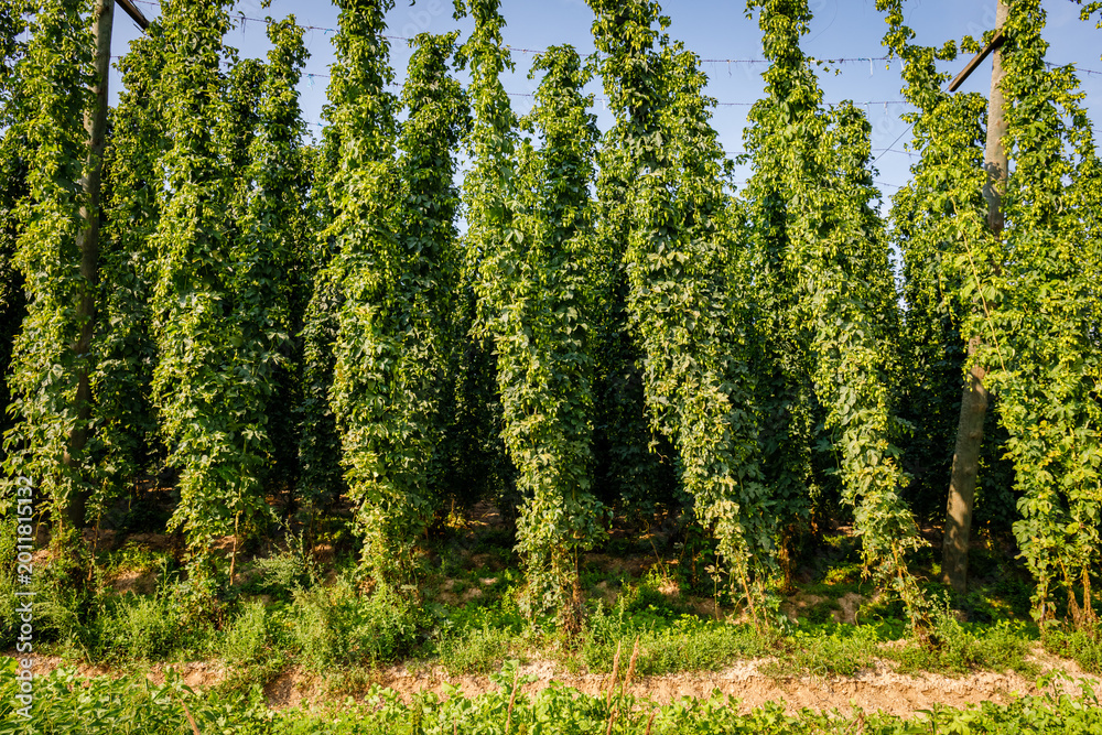 Obraz premium Hops plants grow tall in a farm during a sunny day in summer with clear blue sky above