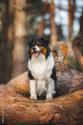 Schilderij op canvas australian shepherd dog portrait in forest