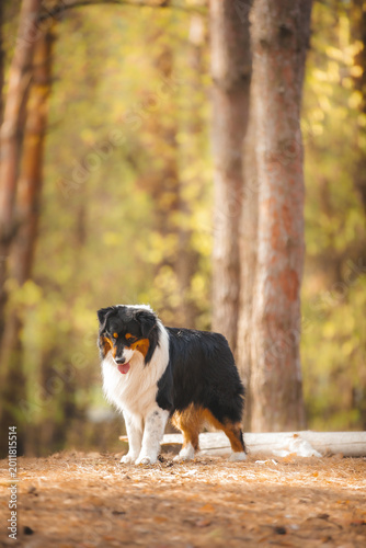 australian shepherd dog portrait in forest