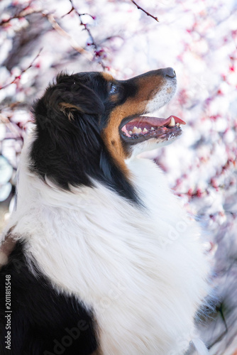 australian shepherd dog portrait in forest