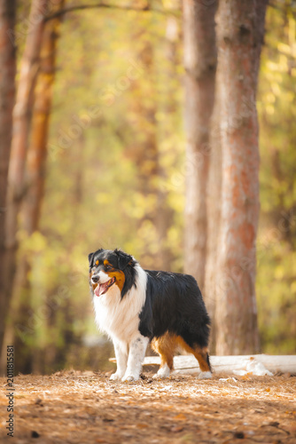 australian shepherd dog portrait in forest