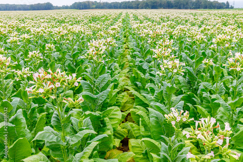 Foto Tobacco field with flowering plants in North Carolina during the summer harvest