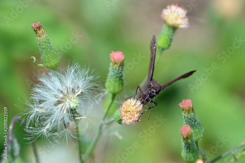 Foto A dusky skipper rests on a tassel flower