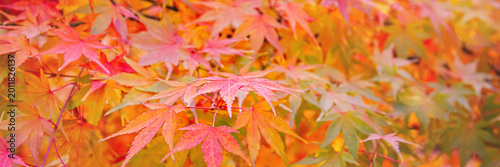 Foto Colorful maple leaves cover a tree in a park during autumn season in the afterno