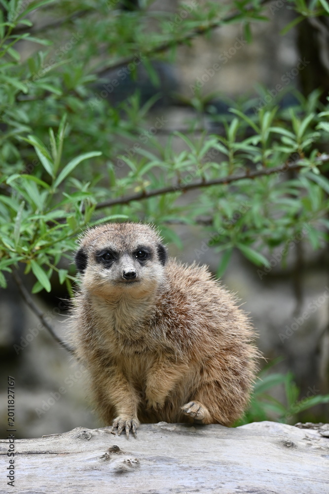 Fototapeta premium Meerkat climbing a tree