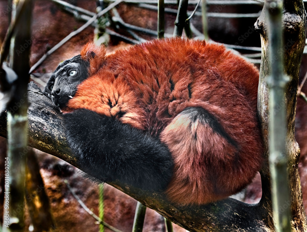 Fototapeta premium Red ruffed lemur on the branch in its enclosure. Latin name - Varecia rubra