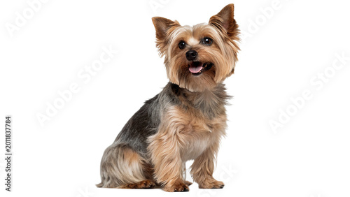 Canvastavla Small brown yorkshire terrier dog sitting and looking attentive for pet care and