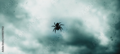 фотографія spider on the web