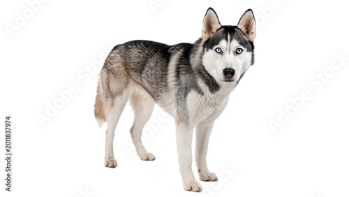 Obraz na plátne Beautiful grey and white husky dog standing for pet care breed and domestic anim
