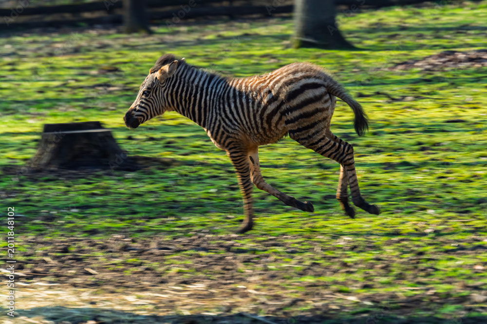 Fototapeta premium Plains zebra foal runs