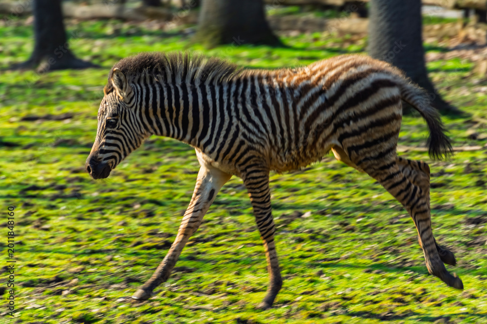 Naklejka premium Plains zebra foal runs
