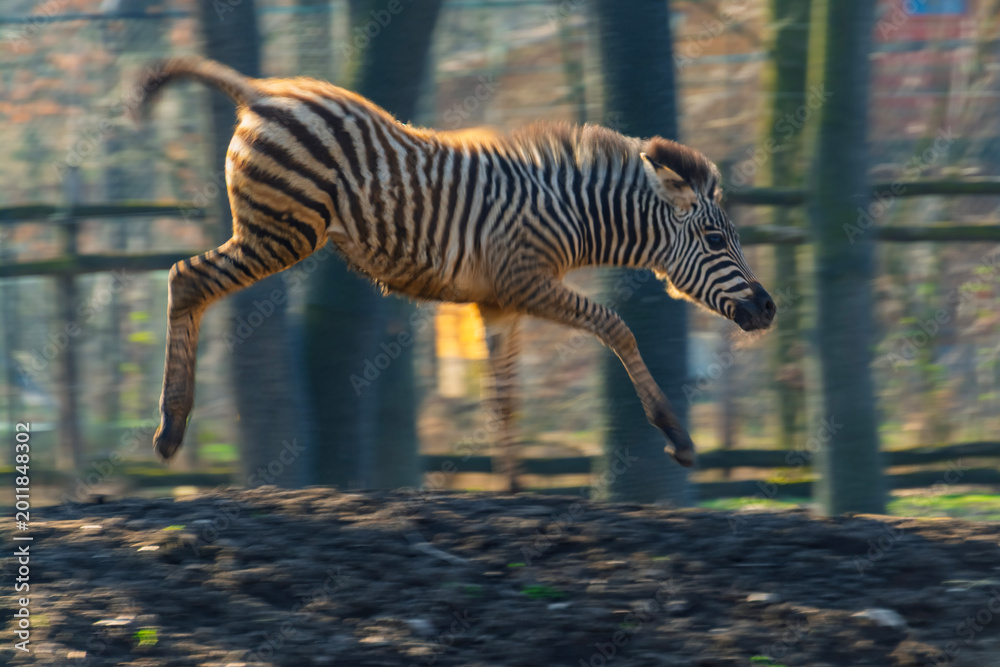 Fototapeta premium Plains zebra foal runs