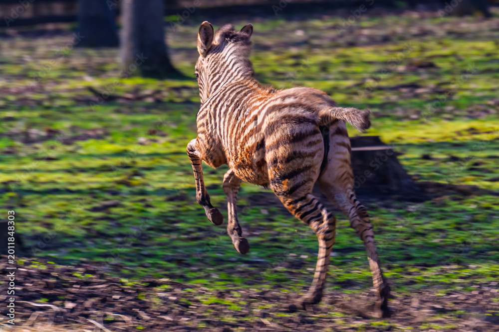 Fototapeta premium Plains zebra foal runs