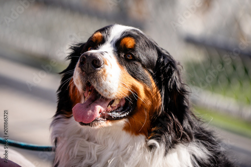 Bild auf Leinwand portrait of Bernese mountain dog outside