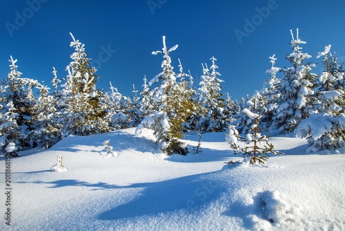 Schilderij op canvas winter snowy forest on mountain Jesenik mountains