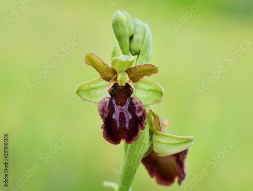 Photos Große Spinnen-Ragwurz (Ophrys sphegodes) Nahaufnahme im Nationalpark Lobau - Don