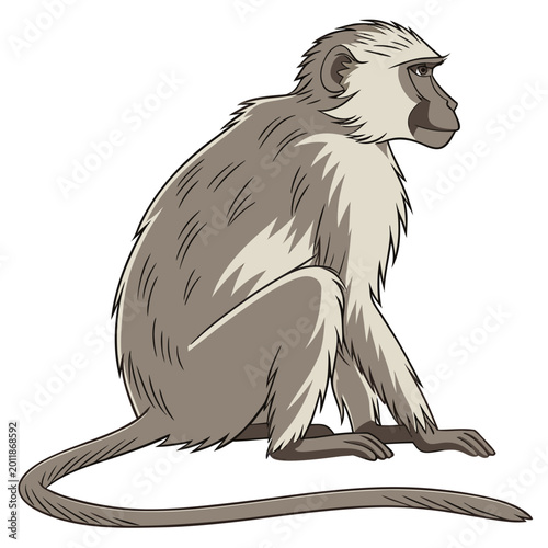 Photography Monkey sitting in profile with white background side profile animal portrait
