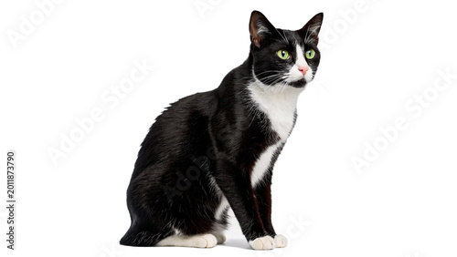 Tablou pe pânză Beautiful black and white cat sitting calmly for pet care breed and domestic ani