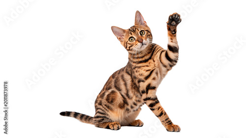Canvas Print Cute small ginger kitten playing and stretching for pet care and funny domestic