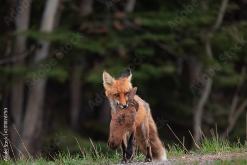 Slika na platnu Red fox with rabbit fresh kill meal after a successful hunt in its mouth to eat