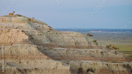 A herd of deer clamber down a layered mountain at sunrise in Badlands National Park
