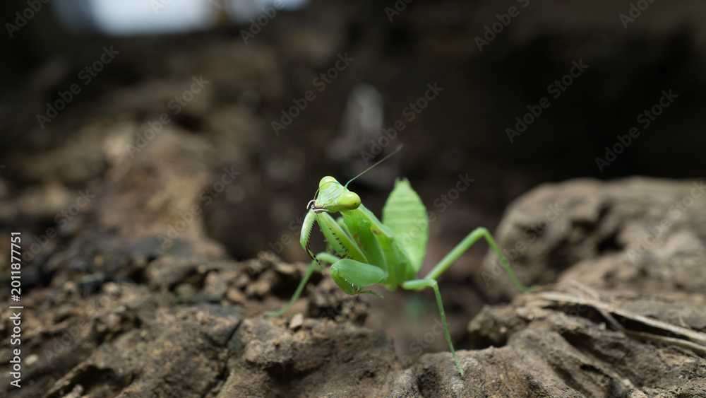 Fototapeta premium Green praying mantis (Mantodea) crawling on a weathered tree bark, macro photography.