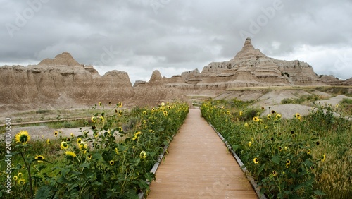 A path through sunflowers in Badlands National Park
