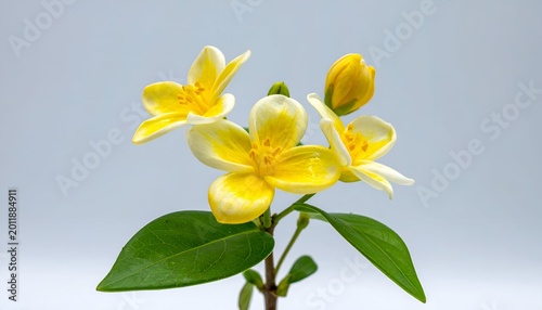 Branch of fragrant yellow-white flowers and green leaves against a white backdrop