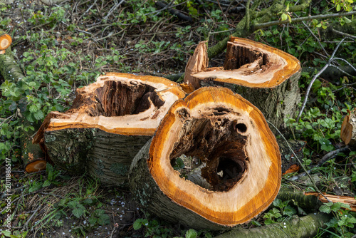 close-up of a freshly felled hollow tree trunk with heart rot in the forest
