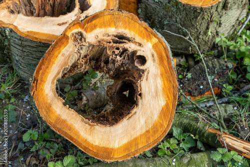 close-up of a freshly felled hollow tree trunk with heart rot in the forest