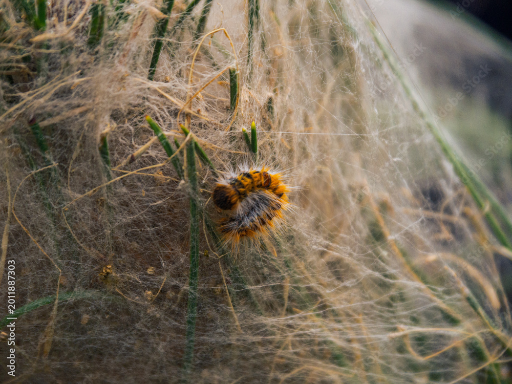Fototapeta premium Hairy caterpillar creating silk web nest on pine needles