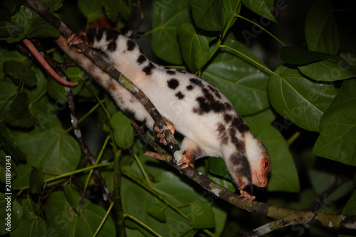 Konstfotografi albino cuscus