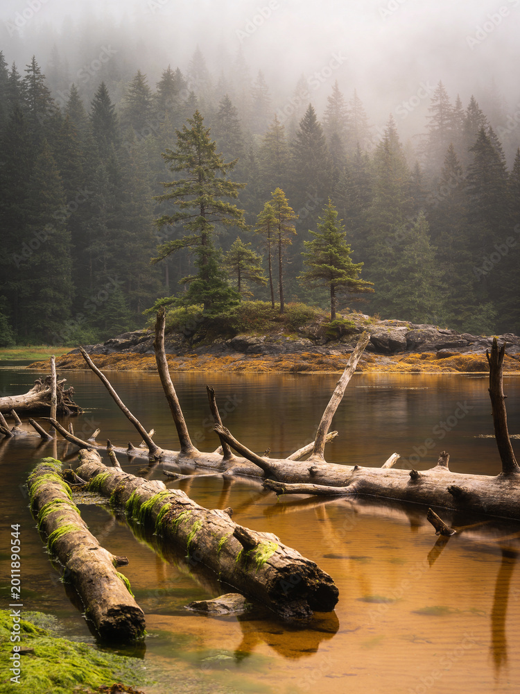 Fototapeta premium Eternal Boreal The Untamed Northern Wilderness