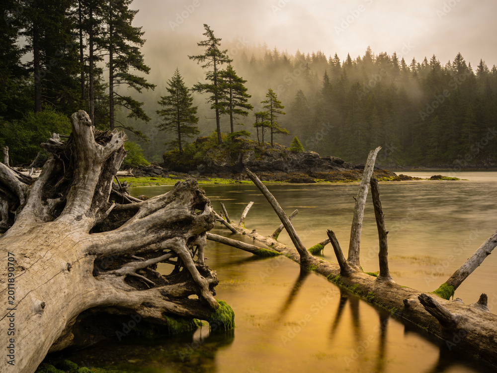 Fototapeta premium Eternal Boreal The Untamed Northern Wilderness