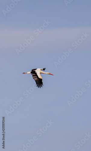 Stork Gliding Across a Bright Blue Sky
