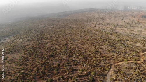 Panoramic aerial video showcasing a unique dragon blood tree forest on Socotra Island, perfect for themes of rare flora, nature, and untouched wilderness