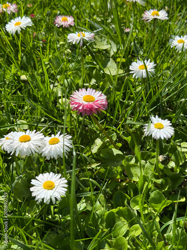 Bellis perennis lawn daisy flowers in the grass.