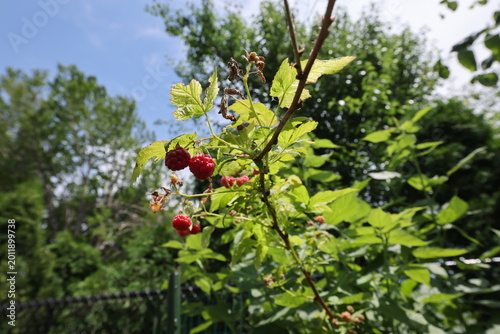 Backyard raspberries with a bokeh background growing on bushes with fruits in various states of readiness. 