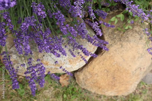 Looking from the top down at lavender in full bloom above rocks. 