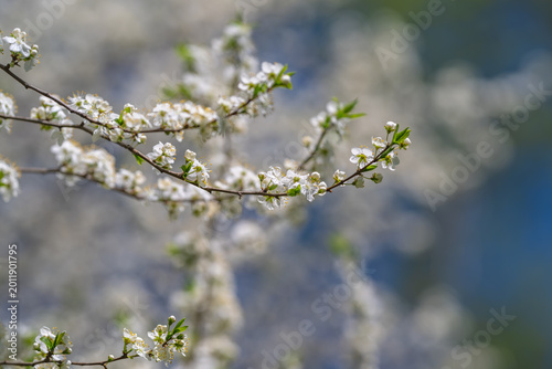Bild auf Leinwand Calm blossom branches for mindfulness, meditative composition, muted palette, so