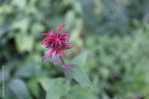 A red bee balm flower just opening set against a green bokah background. 