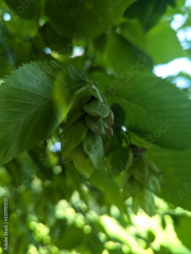 Green hops growing outdoors that aren't mature. 