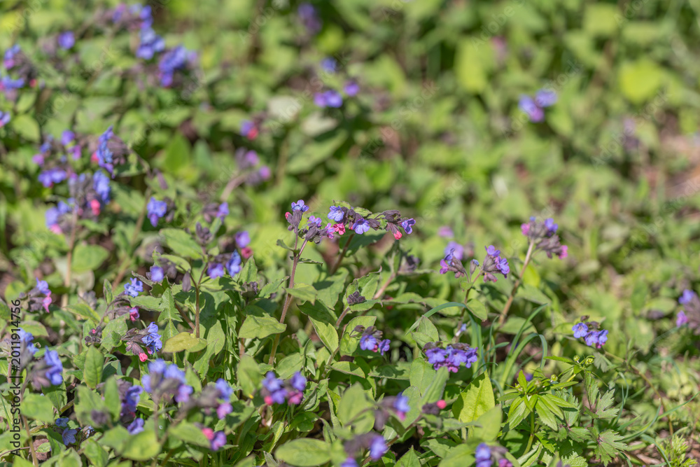 Fototapeta premium Native plant groundcover. Sustainable garden cover with low upkeep purple blooms. Replacing traditional lawn with native flowering plants for ecofriendly urban landscaping