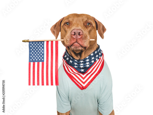 Serious brown dog in a camouflage shirt holds an American Flag. Pet fashion and military style concept. Ideal for modern marketing, social media, lifestyle content. Friendly vibe for creative projects
