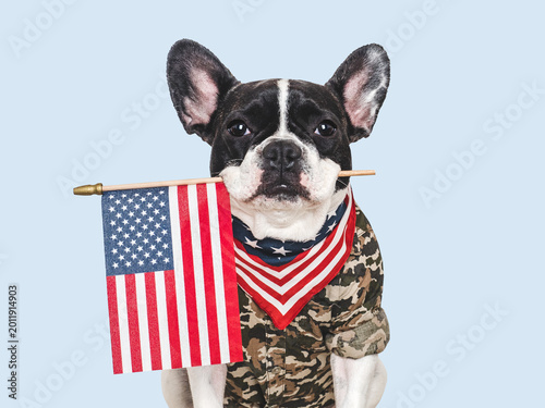 Fényképezés French Bulldog in a camouflage shirt holds an American Flag